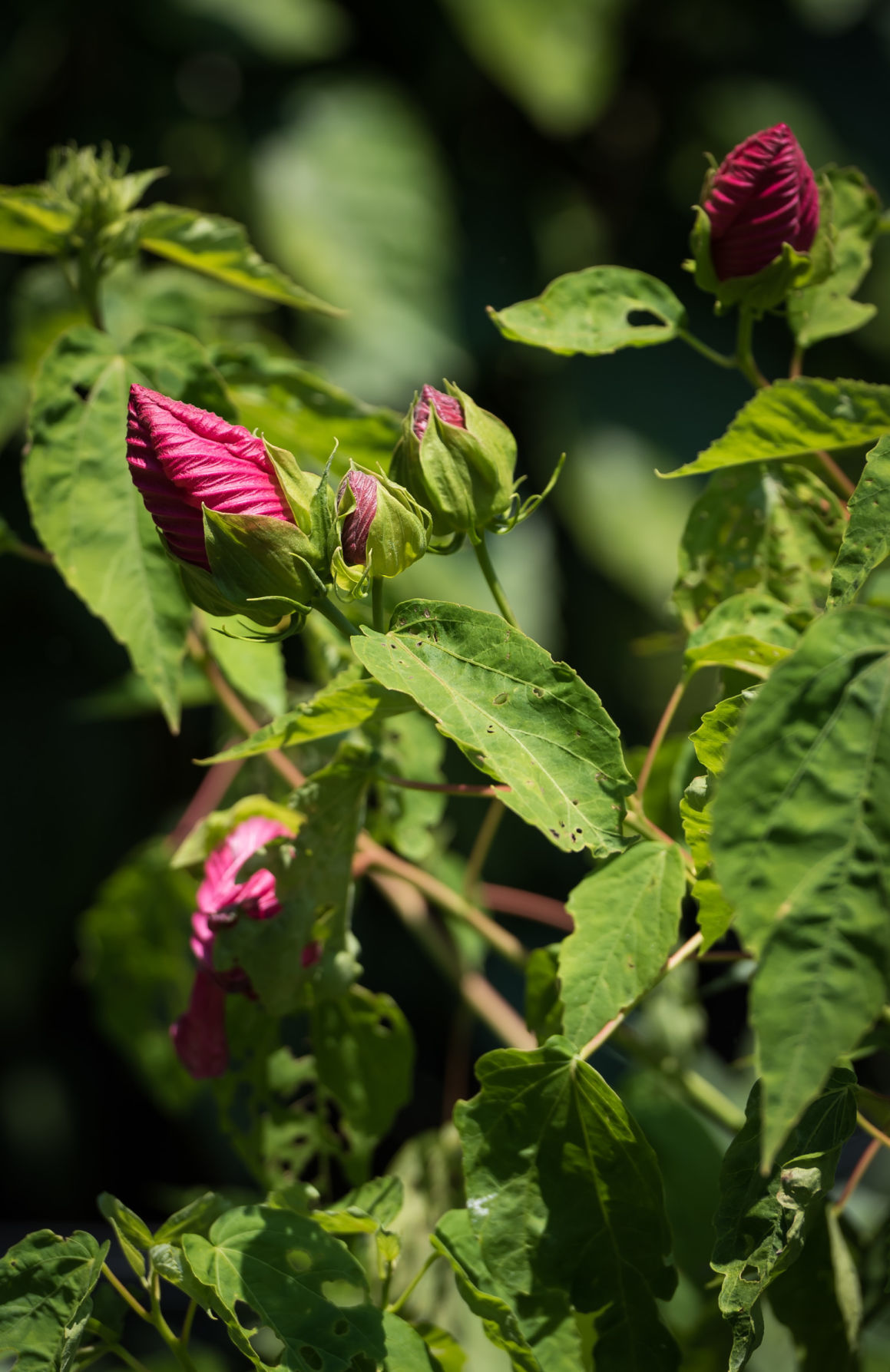 Mother's Finest Urban Family Farms